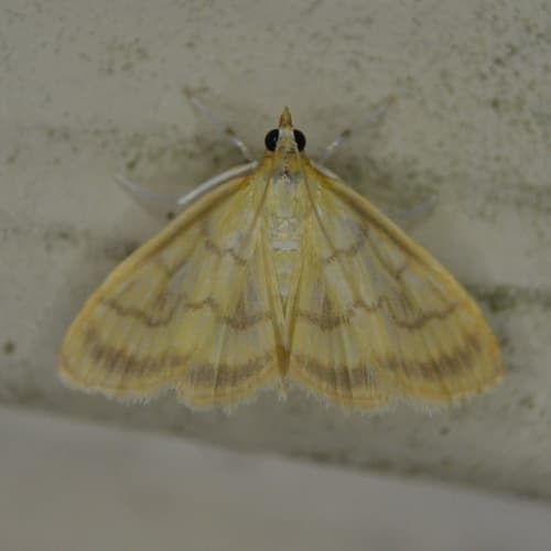 Pale-winged Crocidophora Moth