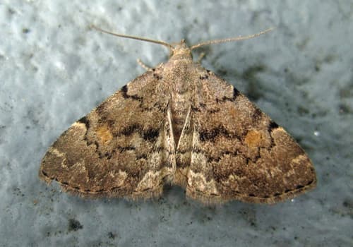 Pale-winged Idia Moth
