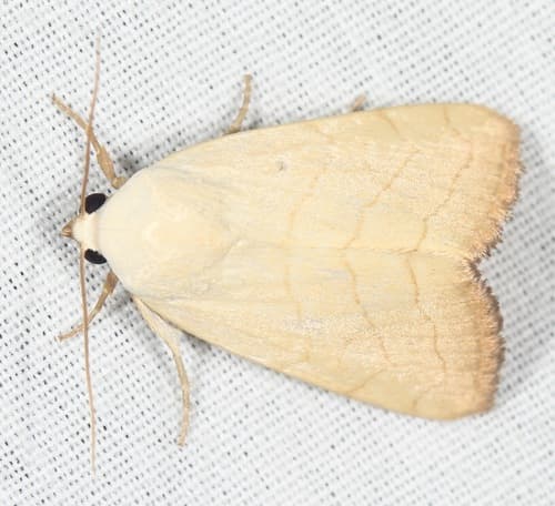 Pale Yellow Mallow Moth