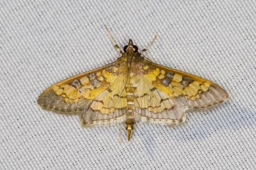 Paler Diacme Moth