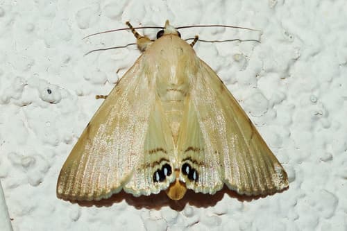 Palm Flower Moth