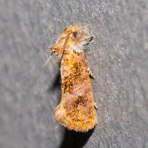 Panama Grass Tubeworm Moth