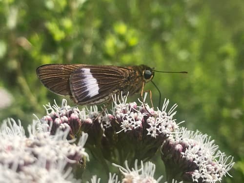 Coastal Plain Skipper
