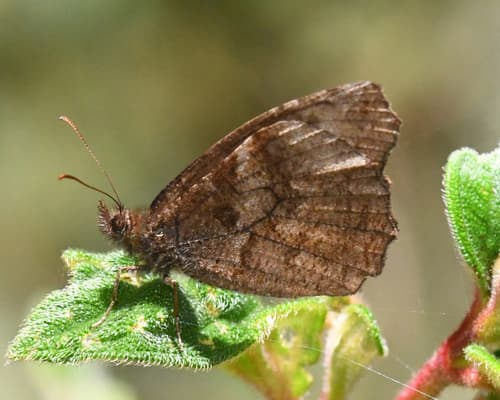 Panyapedaliodes drymaea