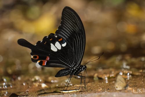 Palawan Swallowtail