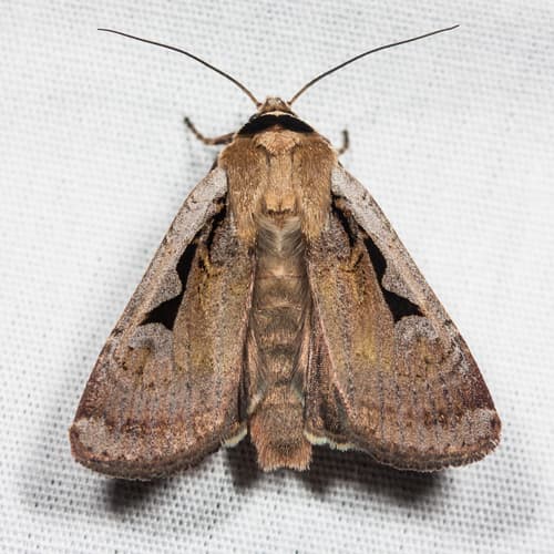 Formalis Dart