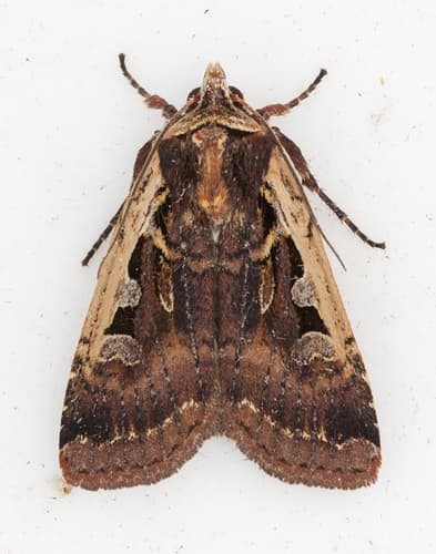 Parabagrotis sulinaris