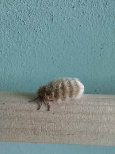 Paracles deserticola