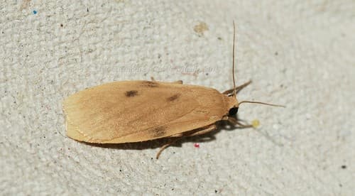 Paralithosia shaowuica