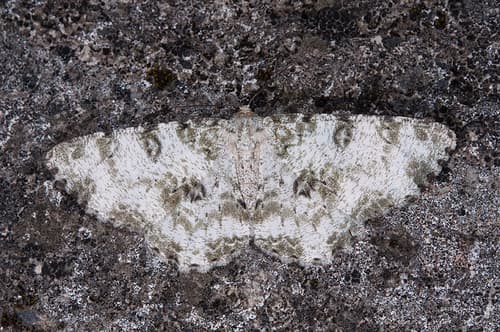 Parapercnia albosignaria