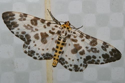 Giraffe Looper Moth