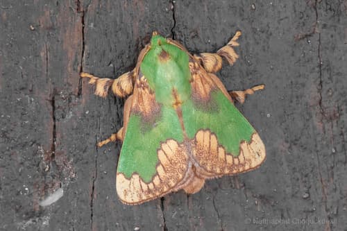 Pastoral Slug Moth