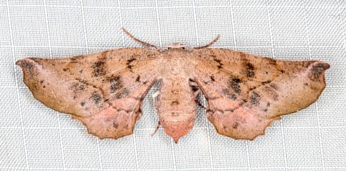 Parepisparis excusata