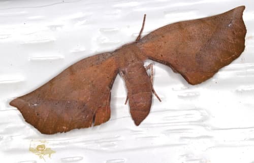 Parepisparis multicolora