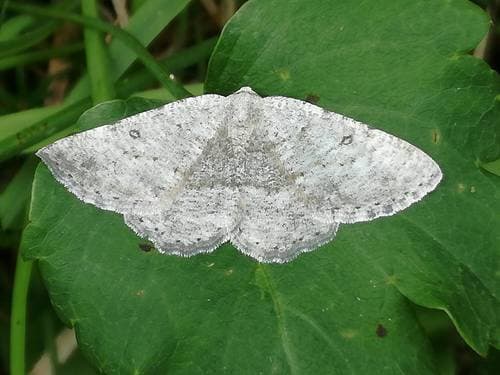 Parietaria dilucidaria