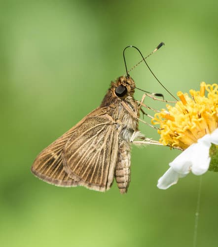 Pasture Skipper