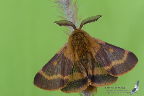 Patrician's Shrub Moth