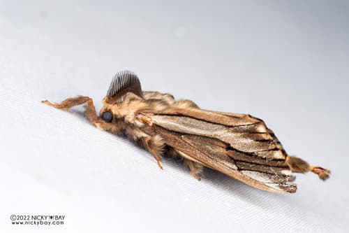 Paulownia Bagworm Moth