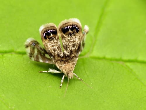 Peacock Brenthia Moth