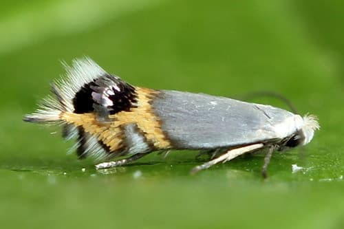 Pear Leaf Blister Moth