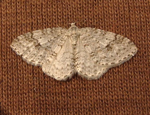 Pearsall's Carpet Moth