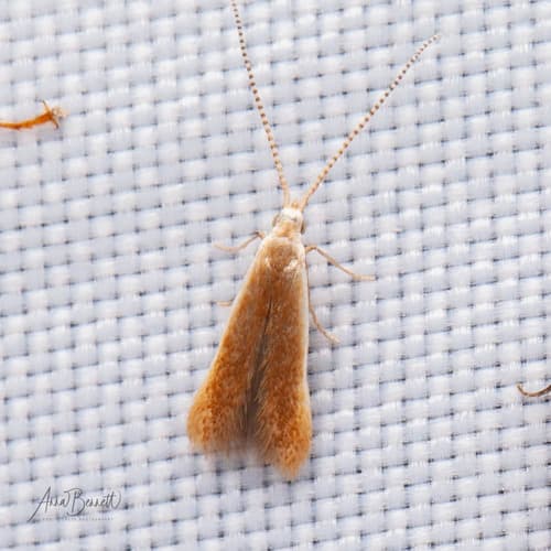 Pecan Cigar Casebearer