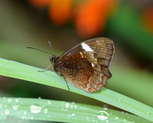 Pedaliodes peucestas