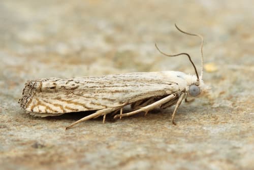 Pelochrista argentialbana