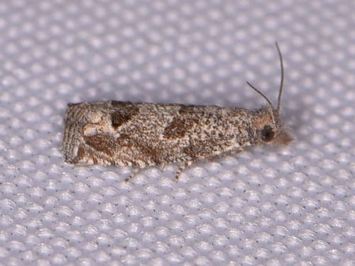 Pelochrista consobrinana