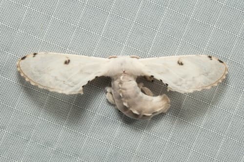 Apical Penicillifera