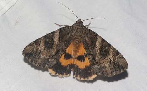 Penitent Underwing