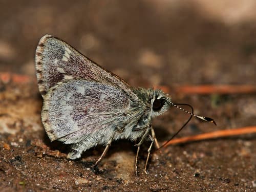 Pepper and Salt Skipper