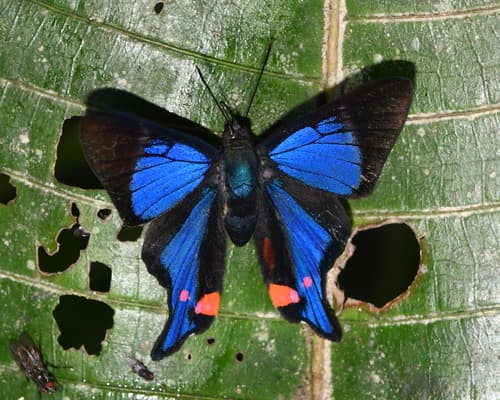Periander Metalmark