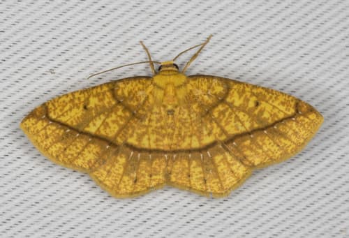 Periclina syctaria