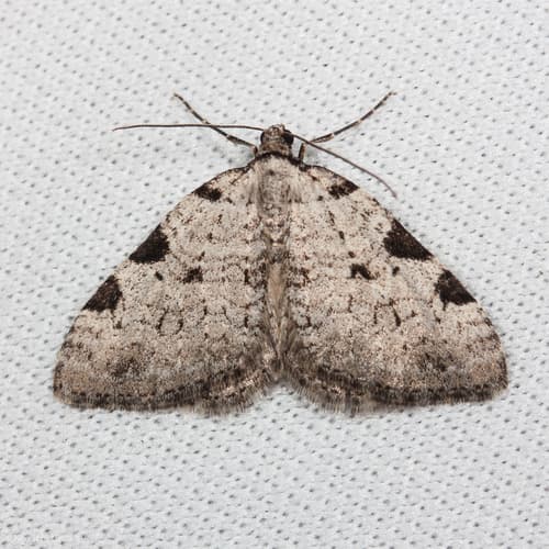 Bladder Campion Moth