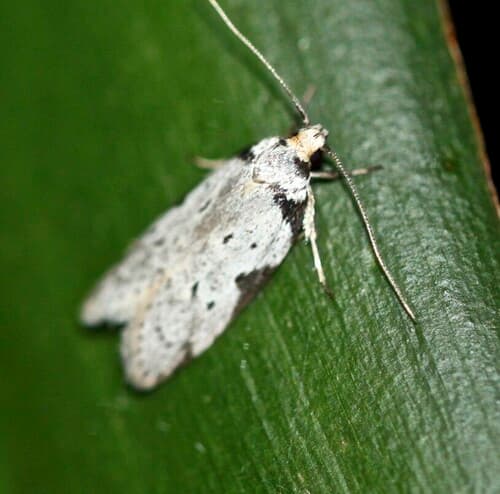 Philobota transversella