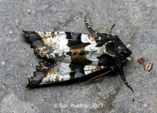 White-striped Phlogophora