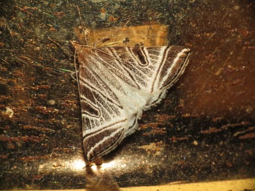 Phrataria replicataria