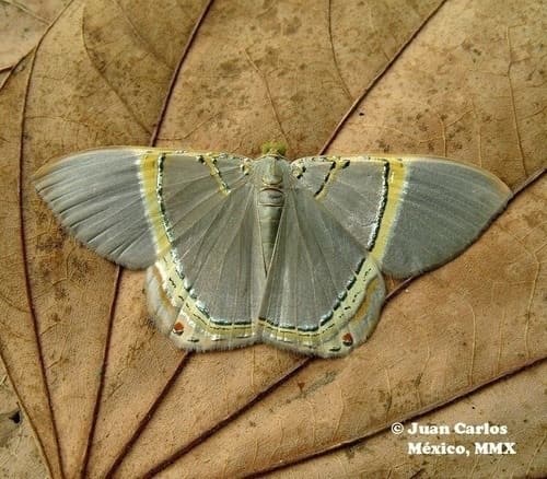 Phrygionis privignaria