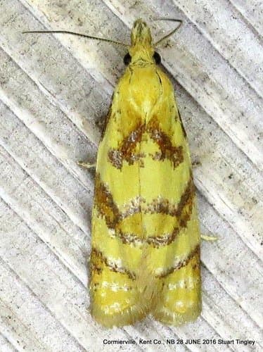 Phtheochroa vitellinana