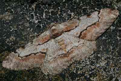 Phthonosema tendinosaria