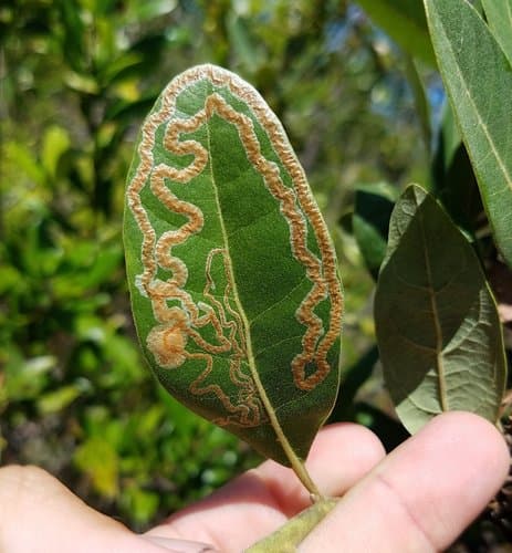 Persea Leaf Miner Moth