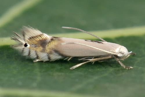 Poplar Leafminer Moth