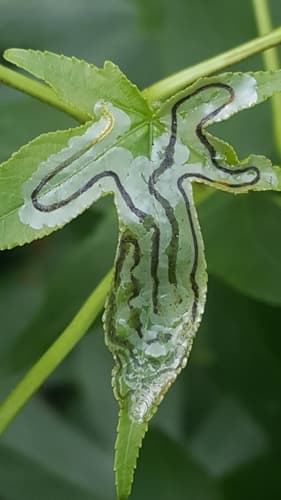 Sweetgum Leafminer