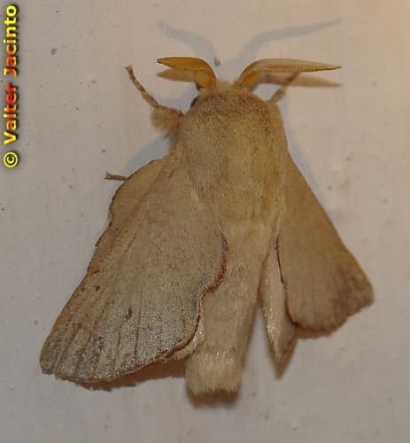 Phyllodesma suberifolia