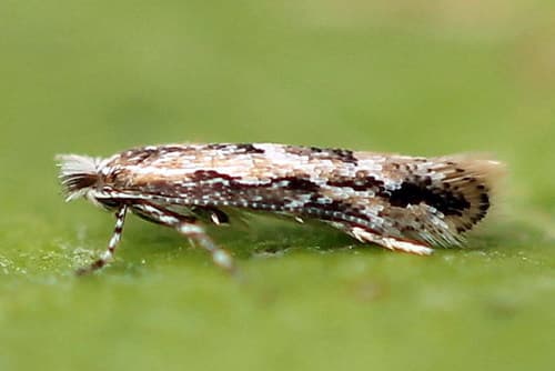 Maple Leaf-miner Moth