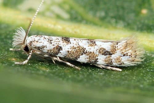 Poplar Leaf-miner Moth