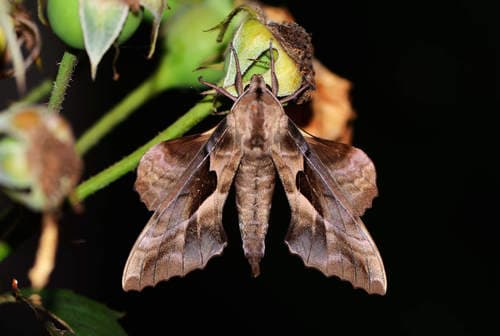 Dissimilis Hawkmoth