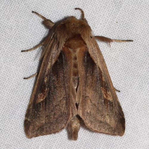 Pickerelweed Borer Moth