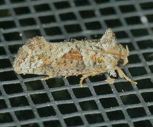 Piger Grass Tubeworm Moth